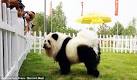 panda dog
