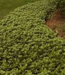 Win the <b>Pachysandra</b> War