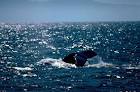 Marine mammal humpback whale - via Daymix