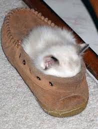 images?q=tbn:ANd9GcSdEsQT_L186qHlj9h16XpspYzEaES2-_NKrYEVVrhCbA7BGp-j