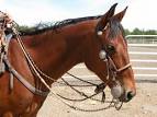 Bridle paths...to clip or not to clip... - Page 6