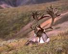 Barren Ground Caribou Bull - Pentax User Photo Gallery
