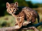 Bi-State Wildlife Hotline Inc. - Bobcats Bi-State Wildlife Hotline ...