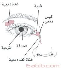  ╝◄..العيون الدامعة، فرط أو غزارة الدموع! ...►╚ Images?q=tbn:ANd9GcSdWLUSpE_JJRIw2uK_R7MlGDKi59gQiov454Cqjq4thV6O7z-lLw