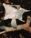 Poetry Friday – The Flying Squirrel « Neverending story