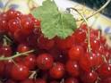 Red Currant - Fruit, Bush, Health Benefits, Varieties and Recipes