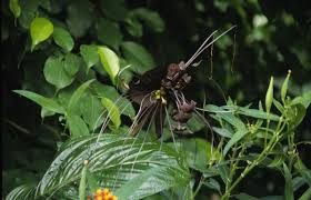 pianta