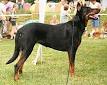 beauceron pronunciation