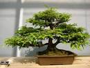 Areas of Consideration before Planting Bonsai Trees | Home and ... 