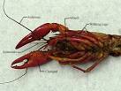 Penn State Altoona - Crayfish Dissection for Biology 110 ...