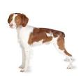 Leashes and Lovers is Where Dog Lovers Meet   an online social
