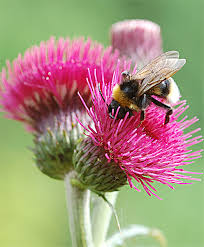 Red thistle with bee, canvas by Mike Herber - 59898_m