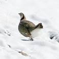 Kazakhstan Birdtours