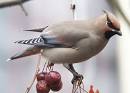  Waxwings are Wild -- special attributes of bohemian waxwing and ... 