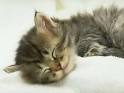 Cute Pictures of Kittens Sleeping Cat Pictures and Videos