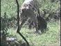 CHIMP VICTIM FACES BATTLE IN APPEAL OF $150M SUIT - Worldnews.