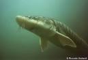 Acipenser naccarii (Adriatic Sturgeon)