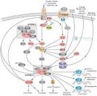 Signaling Pathways: mTOR Signaling