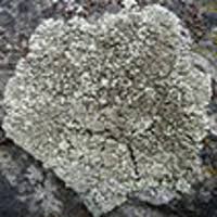 Image result for Placodium garovaglii
