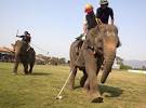  Kings Cup Elephant Polo Tournament
