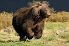 Alaska Conservation