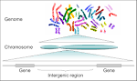 File:Human <b>genome</b> to genes.png