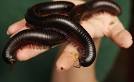 Top 10 New Species: From Blue Tarantulas to Sneezing Monkeys