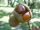 BUCKEYE? Or Anal Beads? « Indomitablyirresistible's Blog