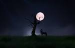 Best 20 Night Wallpaper for Mac #