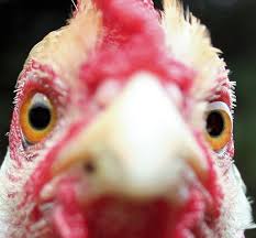 images?q=tbn:ANd9GcSf-w1PyU_1q2zX03qhUF4dZU1ah39PR0ulTHHU6YwuoPNmve_fwX-27AL3dA