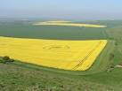 Crop circle in flowering rape field. - via Daymix