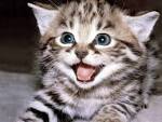 Cute Kitten Photos | My10Online