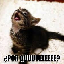 [Image: images?q=tbn:ANd9GcSfAQSvUUu4gaRVFazxRXd...-UwVpmG4j7]
