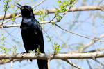 Start Birdwatching Today: What is that Sound? « Lee's Birdwatching ...