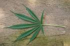 Cannabis sativa leaf public - via Daymix