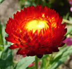 File:<b>Helichrysum</b> bracteatum 1.