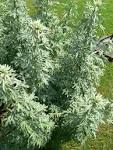 File:<b>Artemisia</b> absinthium