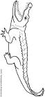 Alligator coloring page