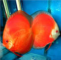 NADA | Discus Classification