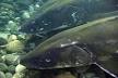 greensturgeon_tozsoto-ktfd.jpg