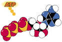 ATP AND BIOLOGICAL ENERGY