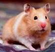 <b>hamster</b>