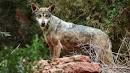 Wild Dog Forum