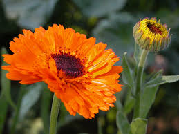 calendula o fiorrancio