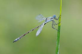 Attēlu rezultāti vaicājumam “Lestes dryas male”