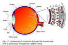The total <b>retina</b> is a circular