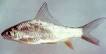 Fish Identification