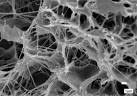How to Increase Collagen and Elastin Production
