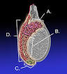 194px-Epididymis-KDS.jpg