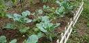 How to Grow Broccoli in Your Vegetable Garden | Danny Lipford
